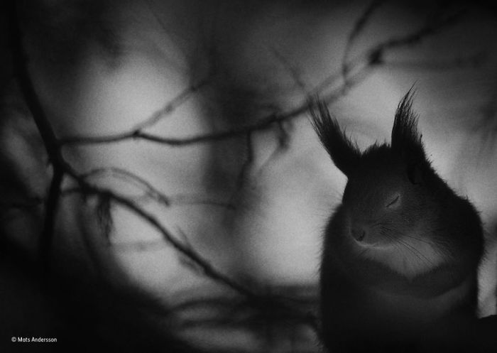 Автор фотографии и финалист в номинации «Черное и белое» - Матс Андерссон (Mats Andersson), Швеция.