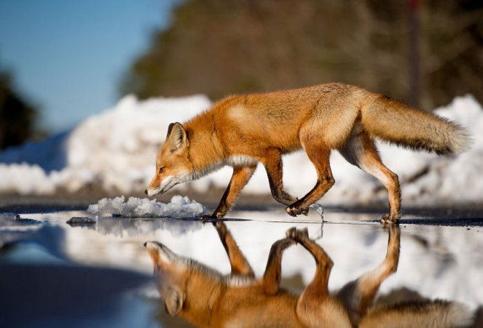 В поисках добычи лисица переходит талую воду.