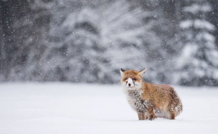 Лисица носом раскапывает снег, в поисках своих запасов или добычи.