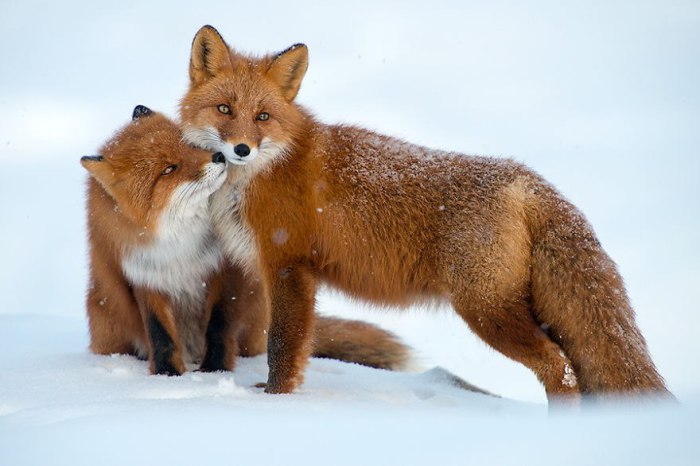Лисица одевает  яркую шубку зимой, которая отличается длинной шерстью.