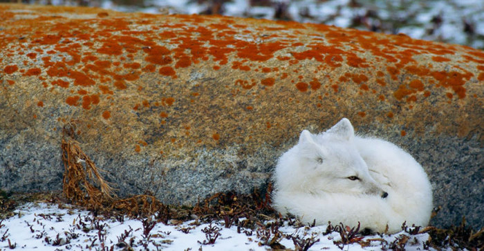Свернувшись калачиком, лисенок засыпает пригревшись возле камня.