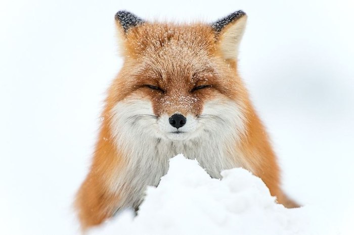Лисица с великолепным мехом, припорошенная снежинками.