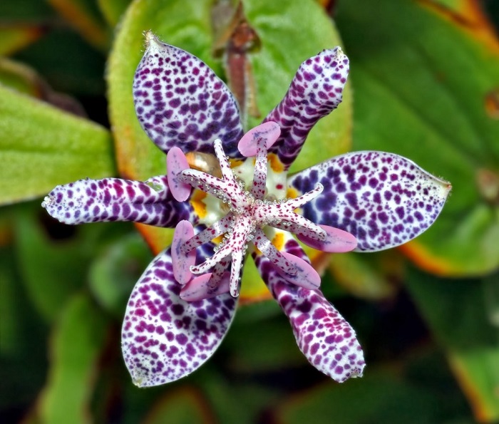 Данный цветок растет в Японии и больше напоминает морскую звезду, нежели растение.