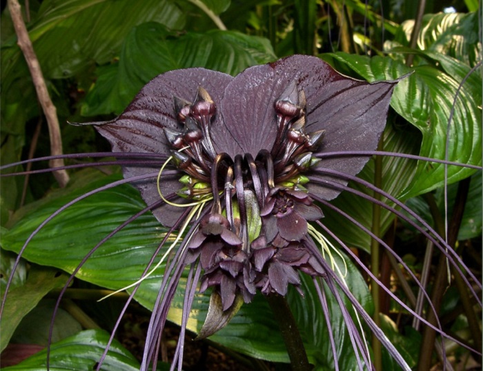 Тропический цветок, растущий в юго-восточной Азии и оазисной Африке на побережьях и в горных лесах, его также называют «черной лилией» или «цветком дьявола», существуют разновидности пурпурного и белого цвета.