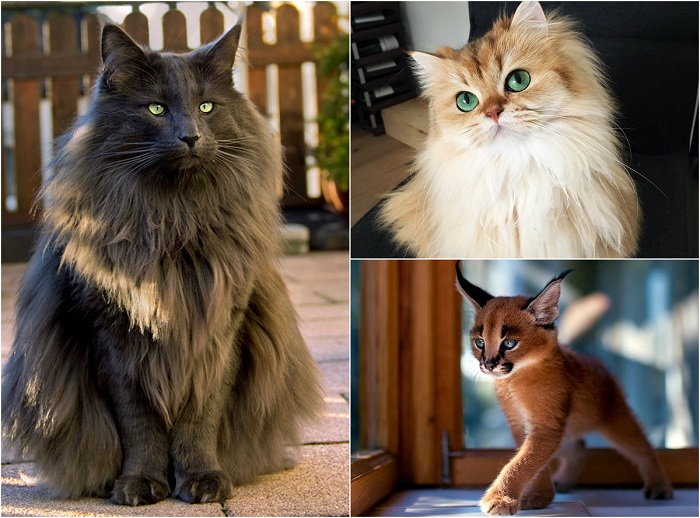 Пушистое чудо: Фотографий удивительной красоты котов со всего мира (29 фото)