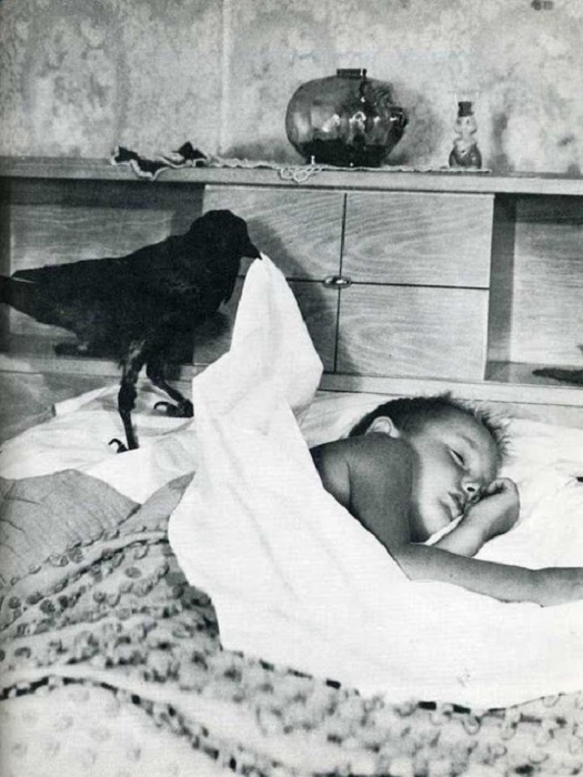 Услужливая ворона то ли укладывает малыша спать, то ли будит.