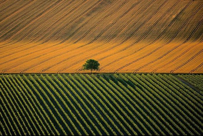  Сельскохозяйственный ландшафт возле города Коньяк во Франция.