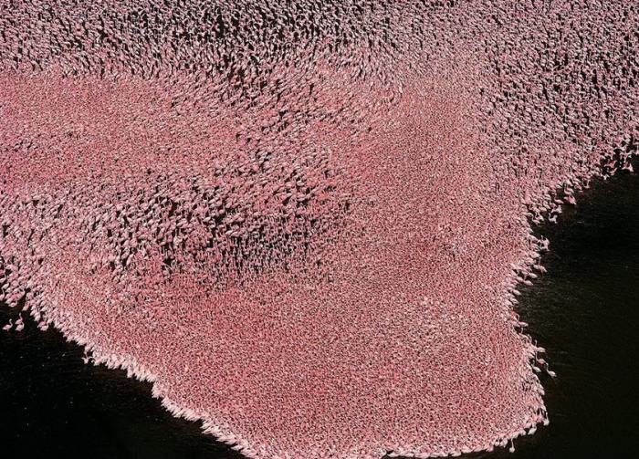 Поверхность голубого озера скрыта под стаей розовых фламинго.