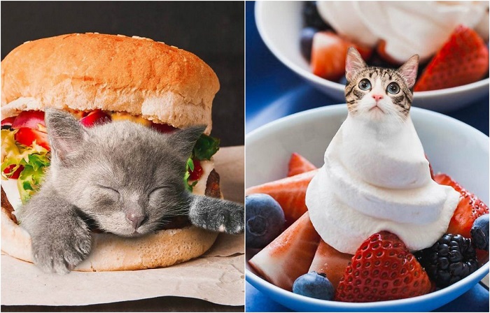 Проект «Коты в еде» (Cats in food) от блогера Ксении Змановской.