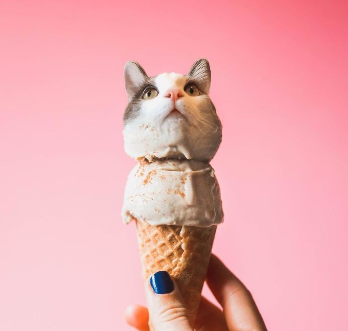  Двухцветный кот с добрыми глазами на вершине мороженого.