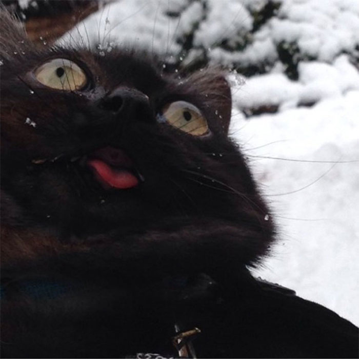 Черный кот совершенно растерян и даже не понял - нравится ли ему снег или нет.
