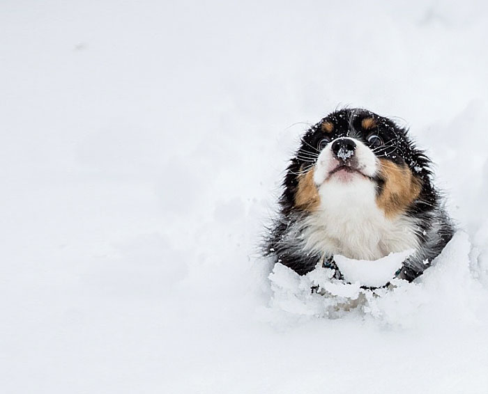Довольный щенок, бегущий по глубокому снегу.