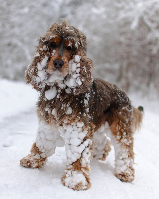 Можно только посочувствовать хозяину пса, которому придется избавляться от налипших снежных комочков.