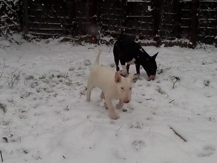 Заводные и потешные Кики и блондин Антей на первой зимней прогулке со снегом.