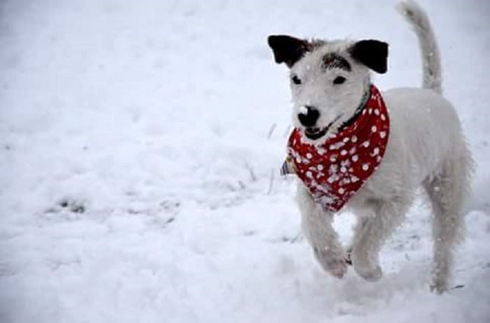 Для зимних прогулок кое-кто не прочь утеплиться – так можно дольше бегать по удивительному снегу.
