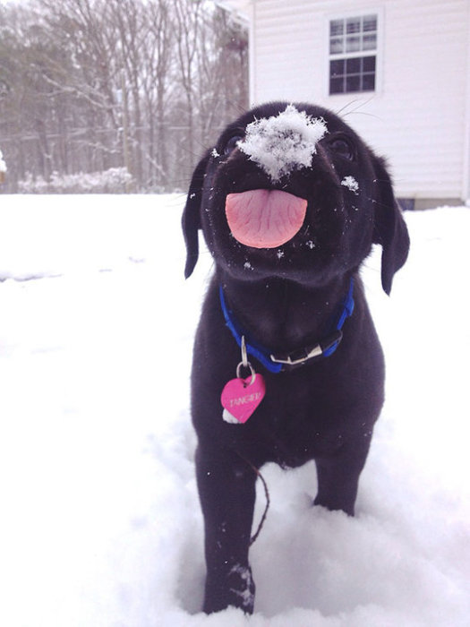 Маленькому черному щенку первый снег точно пришелся по вкусу.