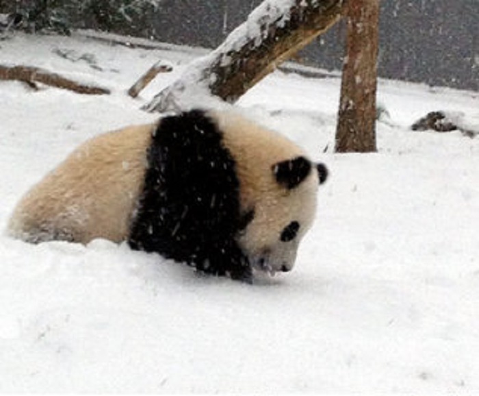 Детеныш большой панды исследует первый в своей жизни снег.
