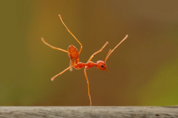 Танец очень решительного муравья. Автор фотографии: Robertus A S.