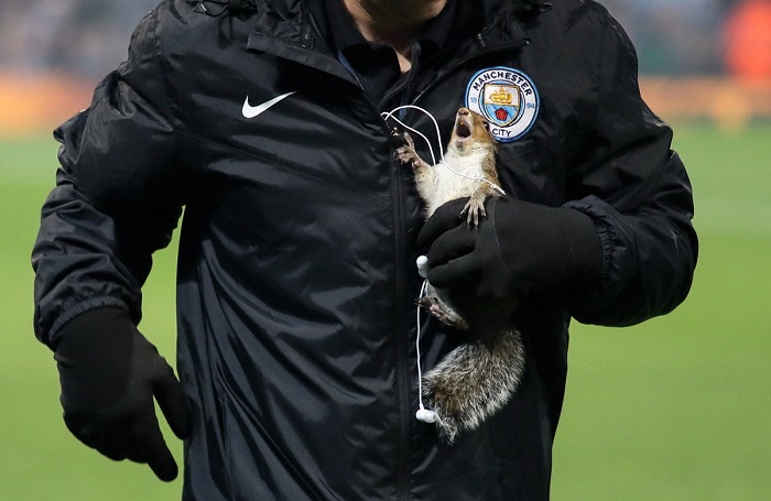 На стадион «Этихад» в Манчестере был спасен бельчонок во время матча. Автор фотографии: Matthew Ashton.