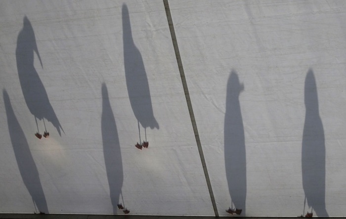 Чайки отбрасывают черные тени на крыше, где проводится чемпионат по гольфу. Автор фотографии: Phil Noble.