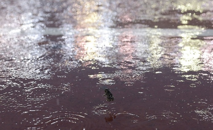 Из-за ливня матч пришлось приостановить, а вот лягушонок наплавался вдоволь. Автор фотографии: AFP.