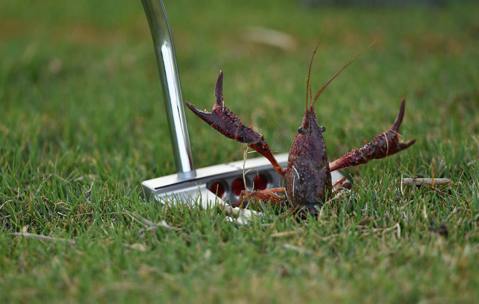 Рак залез в клюшку для гольфа и приветливо машет клешнями. Автор фотографии: Stuart Franklin.
