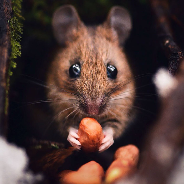 Мышка в объективе финского фотографа.