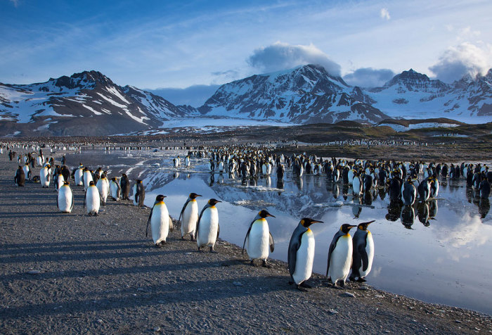 Антарктида. Пингвины.