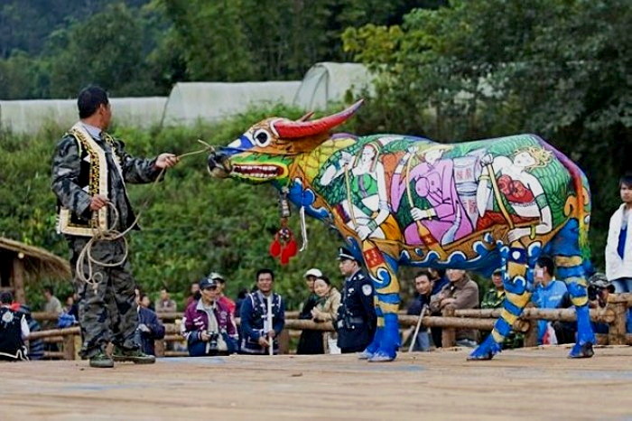 Bull Painting Festival, ежегодный традиционный фестиваль боди-арта на быках