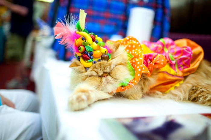 Meow Wear Fashion Show, показ кошачьей моды в отеле Algonquin