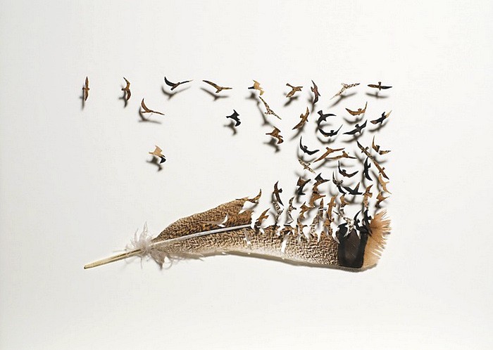 Стая птиц и груда перьев. Арт-проект Криса Мейнарда (Chris Maynard)