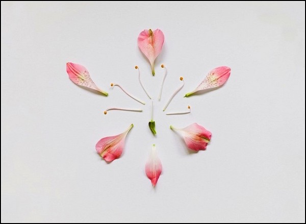 Красавица перуанская лилия в разобранном состоянии