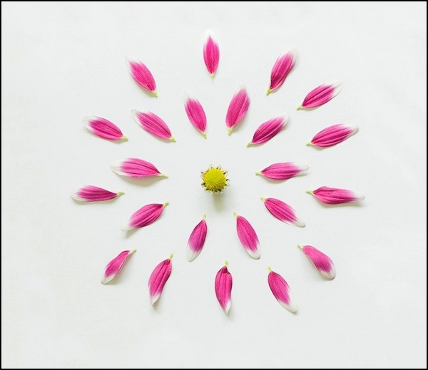 Фотопроект Exploding Flowers. Лепестковые лучики неопознанного цветка