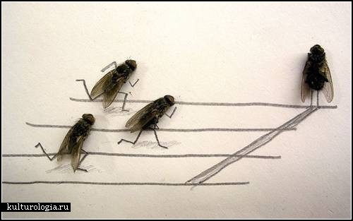 Fly fun. Игры с мухами