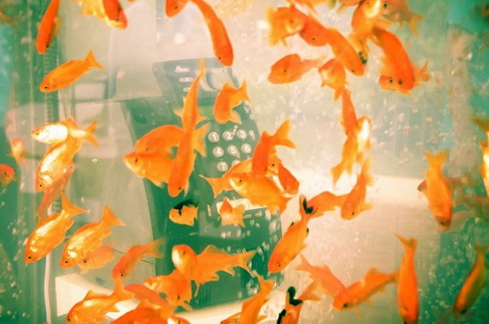 Золотые рыбки в телефонных будках. Арт-проект от Kingyobu 