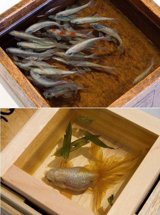 Нарисованные трехмерные рыбки в арт-проекте Goldfish Salvation. 