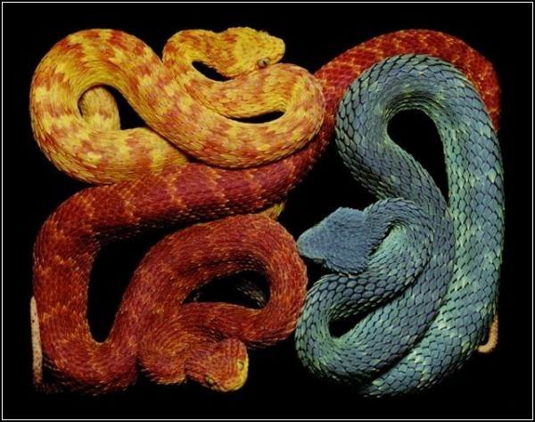 Искусство рисовать змеями от Гвидо Мокафико (Guido Mocafico)
