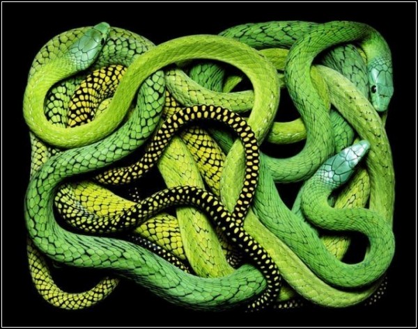 Искусство рисовать змеями от Гвидо Мокафико (Guido Mocafico)