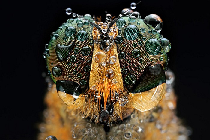 Портреты насекомых *глаза в глаза*. Insect Eyes от Шикхей Го