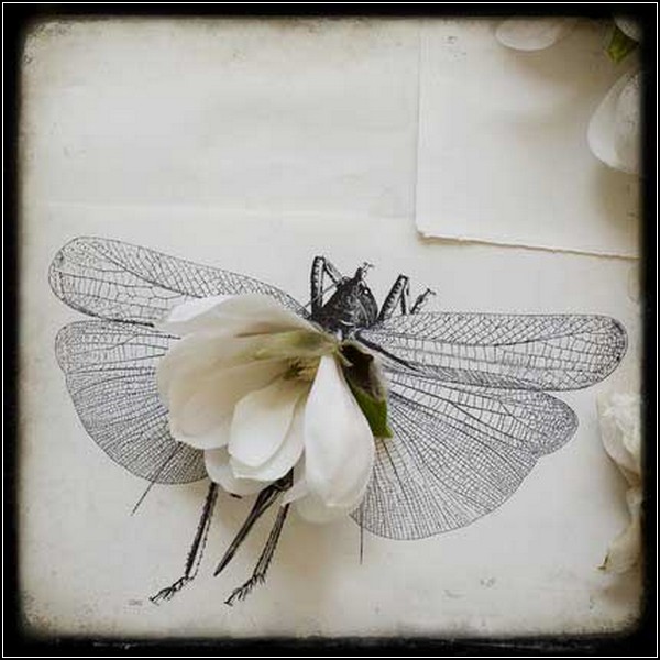 Цветы и жуки - две составляющих искусства