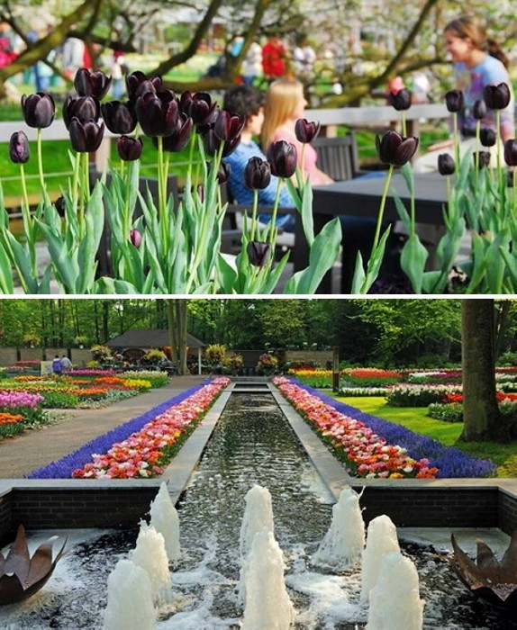 Голландское царство цветов: 15 км цветочных дорожек