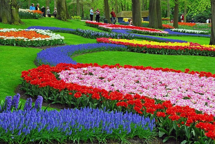 Невероятные тюльпаны множества цветов и разновидностей в голландском парке Keukenhof