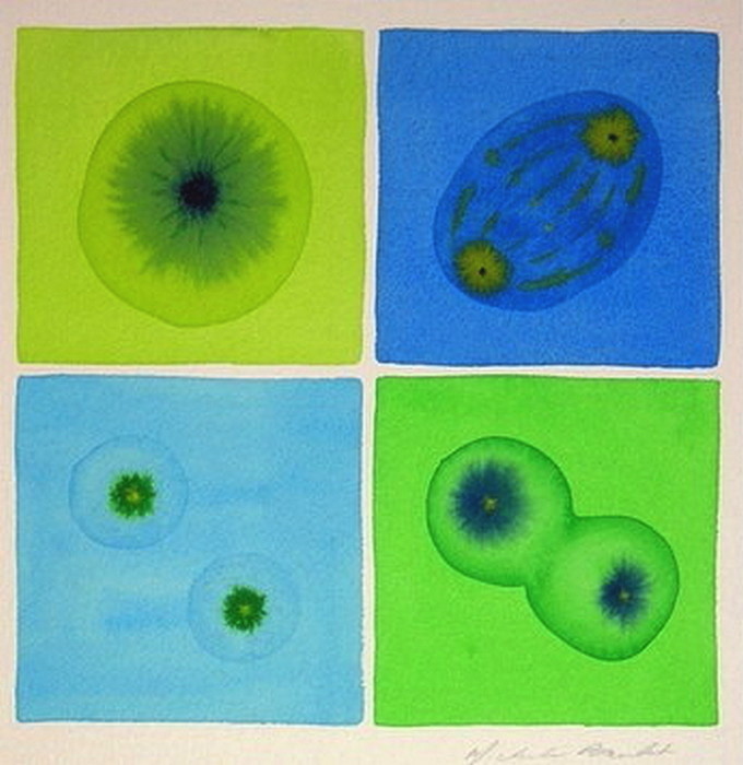 Клеточный цикл в зеленом и голубом