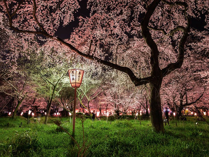 Cherry Blossoms, Japan