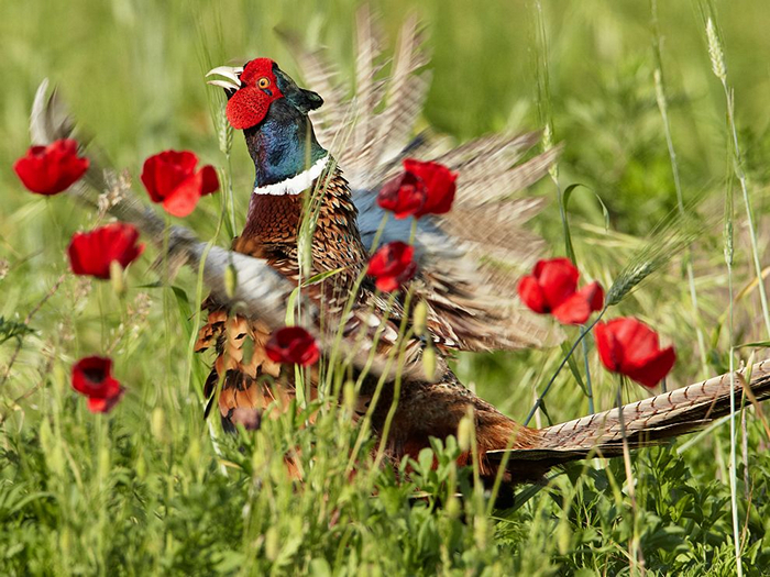 Pheasant, Italy