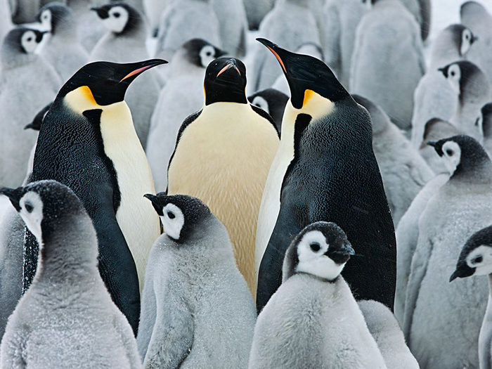 Emperor Penguin Colony, Antarctica