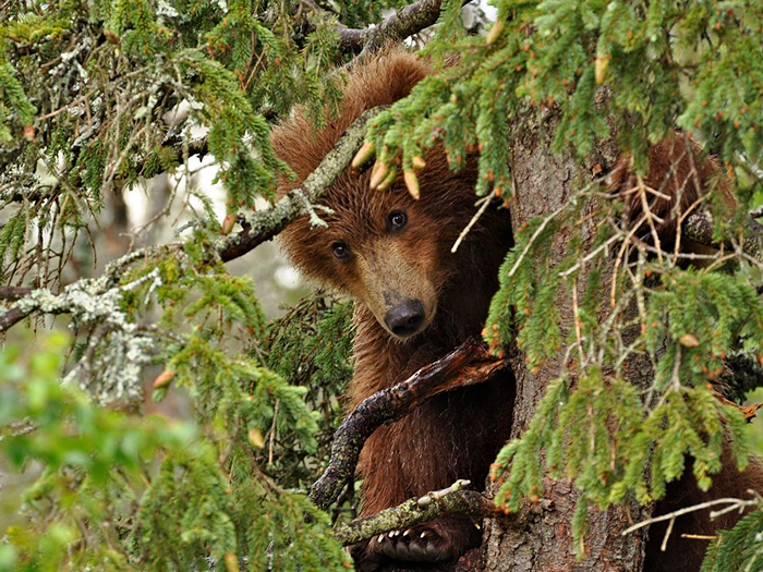 Bear Cub, Alaska