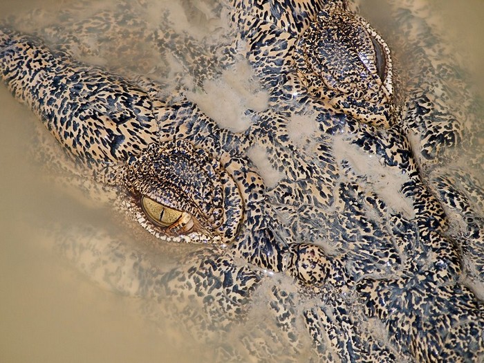 Crocodile, Australia 