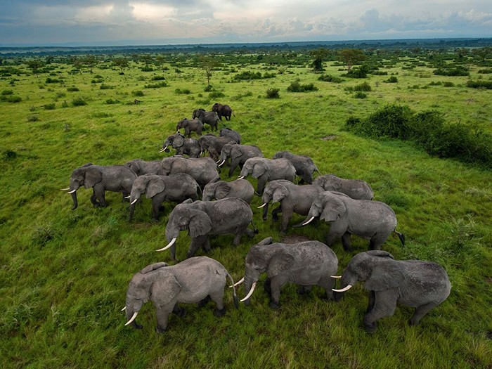 Elephants, Uganda