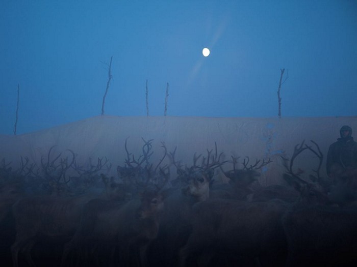 Reindeer, Scandinavia